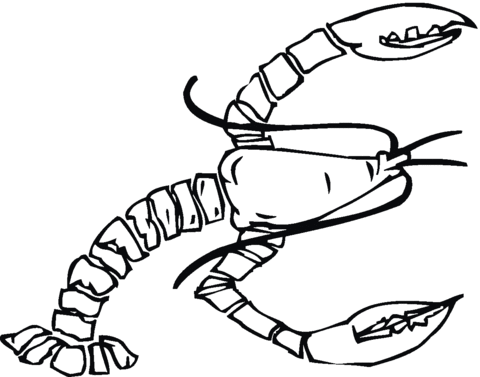 Maine Lobster Coloring Page